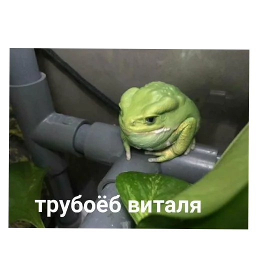 🥦 Стикер «Пїдарьоніш» для Telegram