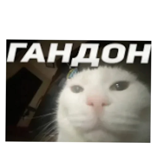 🥰 Стикер «Пїдарьоніш» для Telegram