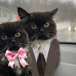 👩‍❤️‍👨 Стикер «Чмоня» для Telegram