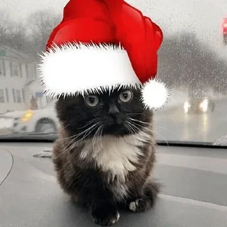 🎄 Стикер «Чмоня» для Telegram