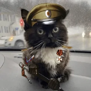 🐈 Стикер «Чмоня» для Telegram