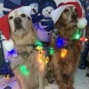 🎅 Эмодзи «Новогодние Собаки» для Telegram