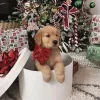 🎁 Эмодзи «Новогодние Собаки» для Telegram
