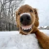 😁 Эмодзи «Новогодние Собаки» для Telegram