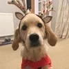🐶 Эмодзи «Новогодние Собаки» для Telegram