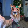 🐶 Эмодзи «Новогодние Собаки» для Telegram