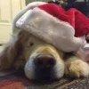 😴 Эмодзи «Новогодние Собаки» для Telegram