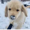 🌨 Эмодзи «Новогодние Собаки» для Telegram