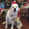 🎄 Эмодзи «Новогодние Собаки» для Telegram