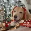 🐶 Эмодзи «Новогодние Собаки» для Telegram