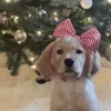 🙂 Эмодзи «Новогодние Собаки» для Telegram
