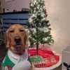 🎄 Эмодзи «Новогодние Собаки» для Telegram