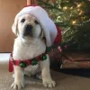 🎅 Эмодзи «Новогодние Собаки» для Telegram