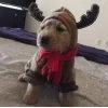 🐶 Эмодзи «Новогодние Собаки» для Telegram