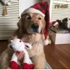 🐶 Эмодзи «Новогодние Собаки» для Telegram