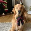 😐 Эмодзи «Новогодние Собаки» для Telegram