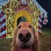 😛 Эмодзи «Новогодние Собаки» для Telegram