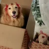 🎁 Эмодзи «Новогодние Собаки» для Telegram