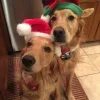 🎅 Эмодзи «Новогодние Собаки» для Telegram