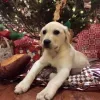 🎄 Эмодзи «Новогодние Собаки» для Telegram