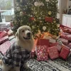 😄 Эмодзи «Новогодние Собаки» для Telegram