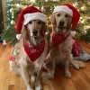 🎅 Эмодзи «Новогодние Собаки» для Telegram