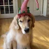 🙂 Эмодзи «Новогодние Собаки» для Telegram