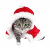 🐈 Эмодзи «Новогодний рандом пак» для Telegram