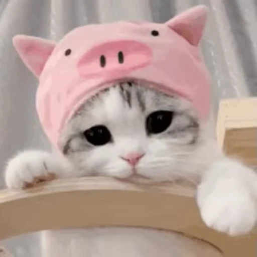 😼 Стикер «VP 5» для Telegram