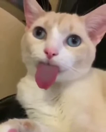 😛 Стикер «VP 5» для Telegram