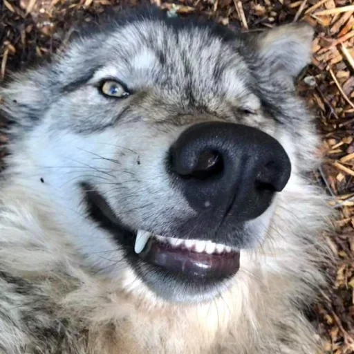 🐾 Стикер «Wolfs» для Telegram