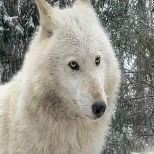 😒 Стикер «Wolfs» для Telegram