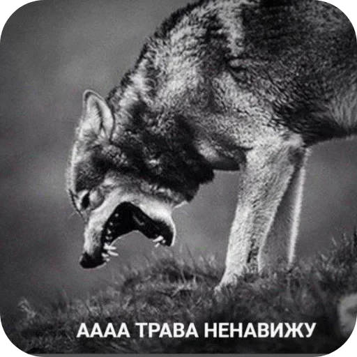 👎 Стикер «Wolfs» для Telegram