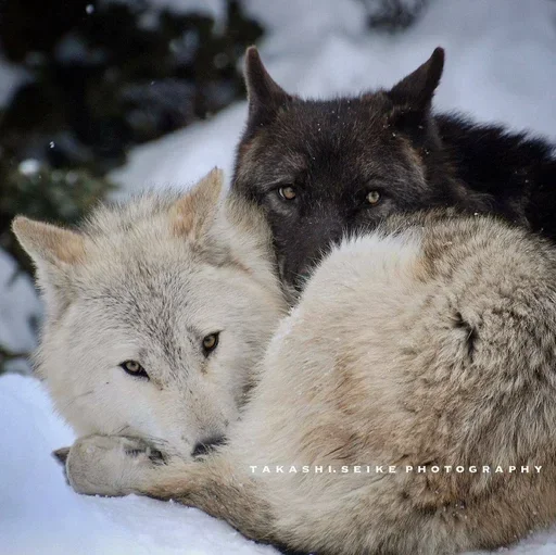 🌟 Стикер «Wolfs» для Telegram