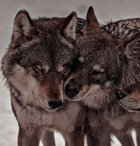 🌟 Стикер «Wolfs» для Telegram