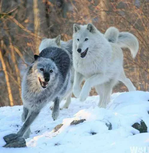 😁 Стикер «Wolfs» для Telegram