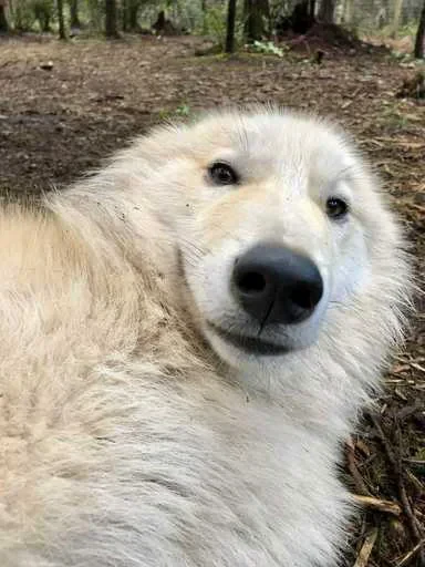 😁 Стикер «Wolfs» для Telegram