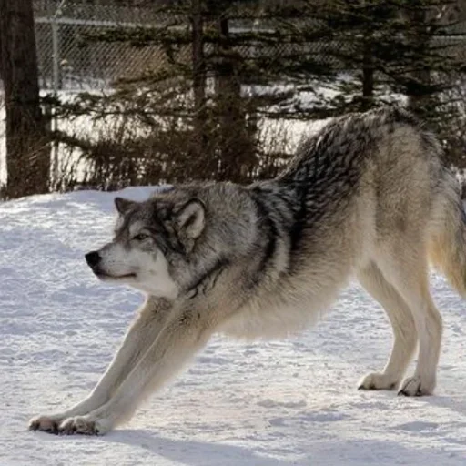 🐾 Стикер «Wolfs» для Telegram