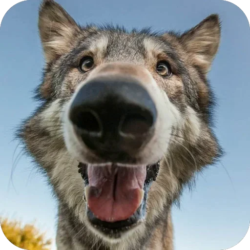 🫥 Стикер «Wolfs» для Telegram