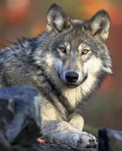 🙂 Стикер «Wolfs» для Telegram