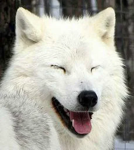 😍 Стикер «Wolfs» для Telegram