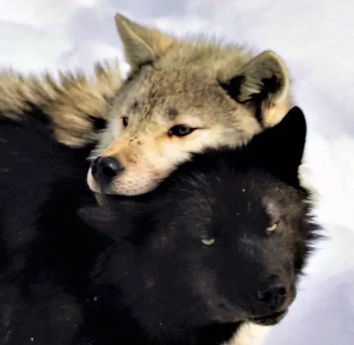 🌟 Стикер «Wolfs» для Telegram