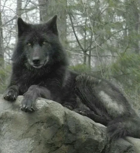 🌟 Стикер «Wolfs» для Telegram