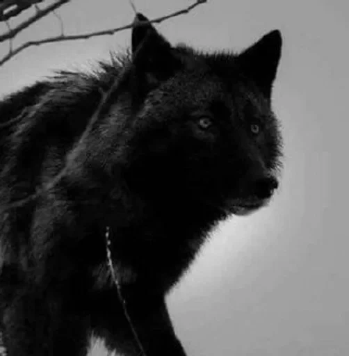 🌟 Стикер «Wolfs» для Telegram