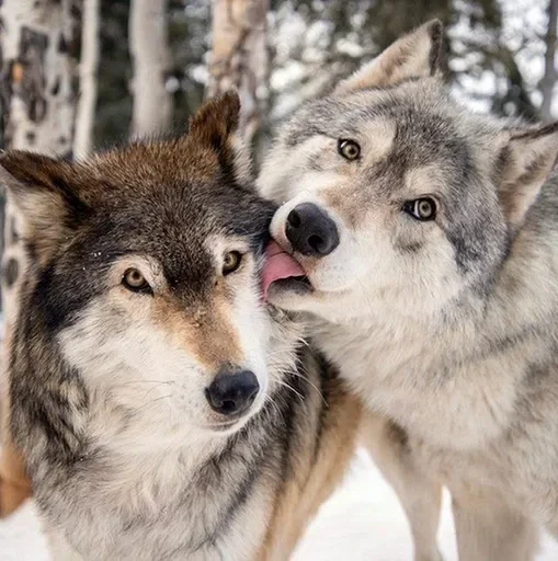 🌟 Стикер «Wolfs» для Telegram