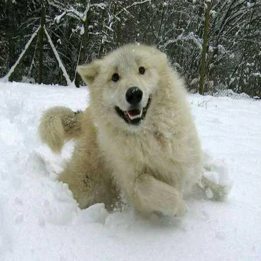 😜 Стикер «Wolfs» для Telegram