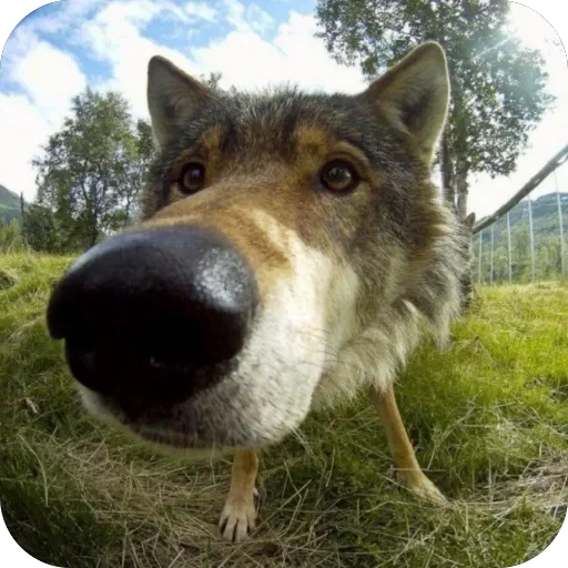 Стикерпак Wolfs для Telegram — скачать