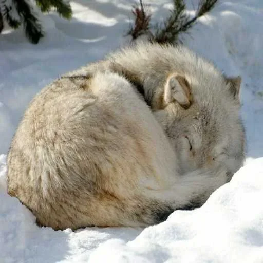 😔 Стикер «Wolfs» для Telegram