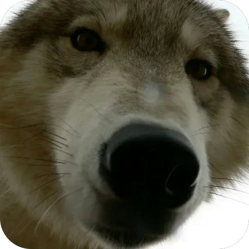🫥 Стикер «Wolfs» для Telegram