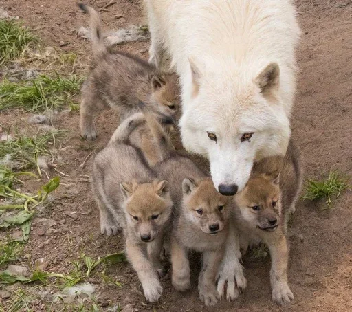 🌟 Стикер «Wolfs» для Telegram